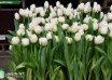 Tulipa White Magic ® (2)